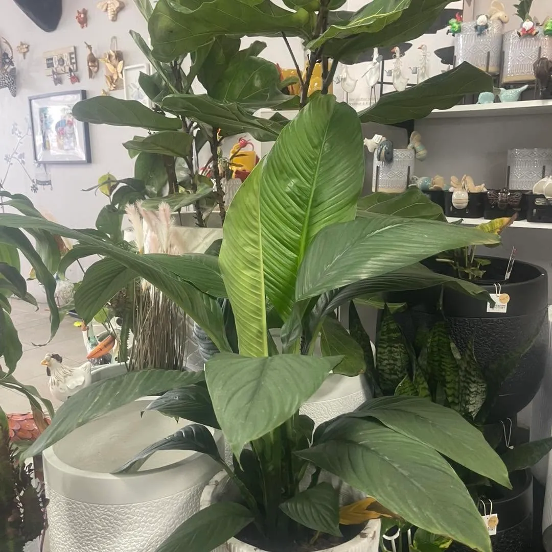 Close-up of potted plants in the gift shop